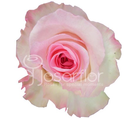 Роза-Rosa-Mandala-50cm--IS 45ba2f70-17b4-11f0-0a80-0dae001c553b