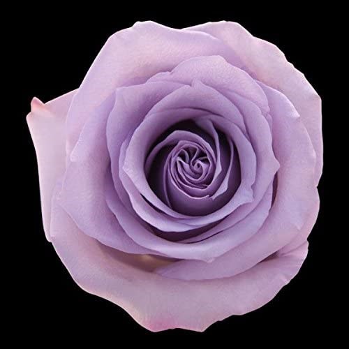 Роза-Rosa-Ocean Song-50cm-FE 45bb6801-bfa9-11ec-0a80-0b4c000b650e