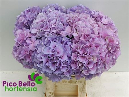 Гортензия-Hydrangea-M Roy Benefit--60cm 45bbd185-3025-11f0-0a80-1ada00005159