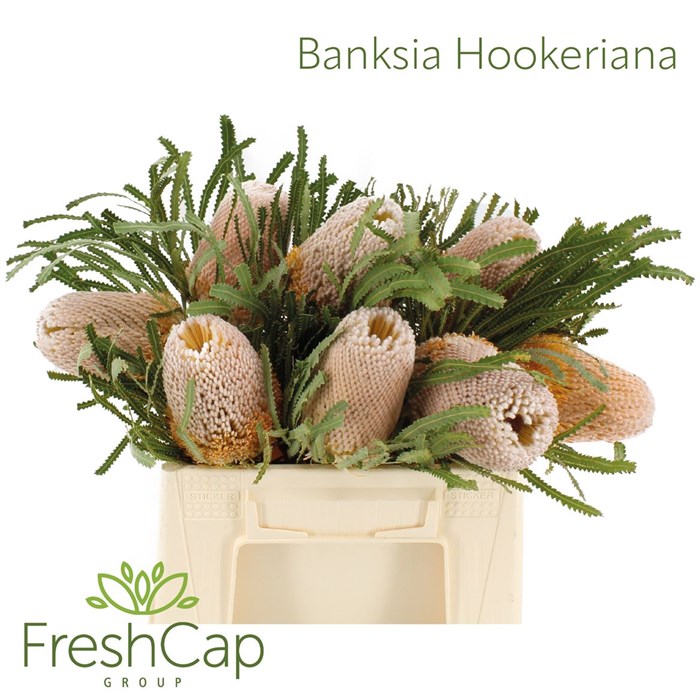 Банксия-Banksia-Hookeriana-40cm 45fdb16d-23cb-11ee-0a80-08ce0010f0f5