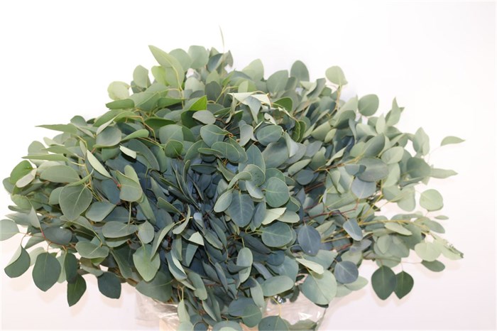 Эвкалипт-Eucalyptus-Populus-300gr-GW 461f9574-bfa6-11ec-0a80-0b4c0008acff