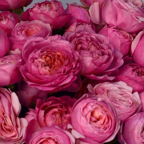 Роза куст-Rosa sp-Julieta Cerise--60cm-Ge 4679902e-ded1-11ee-0a80-0e230032f281