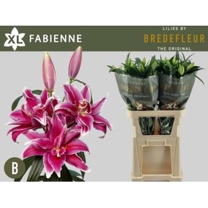Лилия-Lilium-Or Du Fabienne--85cm 467aa74c-6756-11ee-0a80-10f1000d0f3b