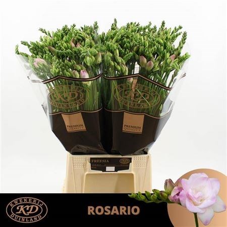 Фрезия-Freesia-Du Rosario-54cm-25gr 46abc952-036f-11f0-0a80-06da0000524b