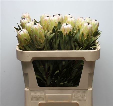 Протея-Protea-White Night-70cm 0817c160-cc39-11f0-0a80-0ffc001d6c1e