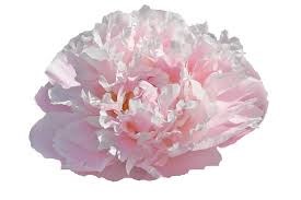 Пион-Paeonia-Catharina Fontijn-PN 46bf852c-a43f-11ef-0a80-0415005dd502
