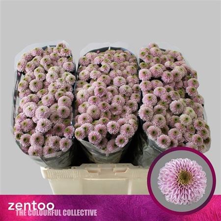 Хризантема сант-Chrysant sant- Aaa Doria Pink-55cm-100gr 46c22c78-036f-11f0-0a80-06da0000524e