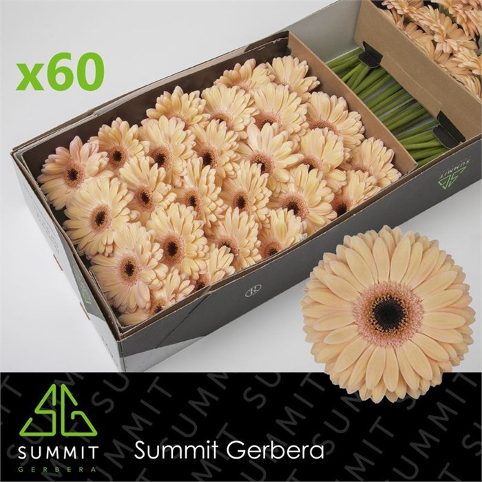 Гербера-Gerbera-Gr Laureen Doos-50cm 46dc3f6e-036f-11f0-0a80-06da00005257