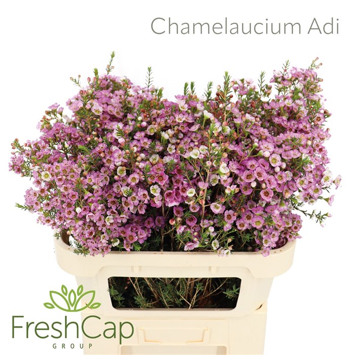 Хамелациум-Chamelaucium-Adi-70cm-45gr 46f43d7b-36bb-11ef-0a80-13a000715fb0