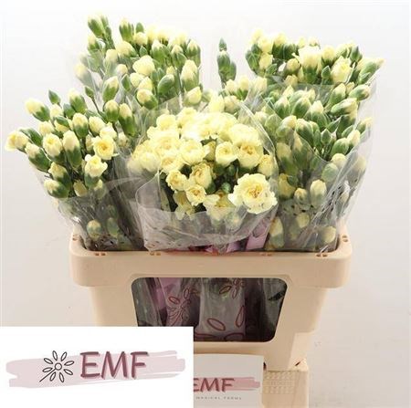 Гвоздика-Dianthus- Tr Xanthe-60cm 47026b60-036f-11f0-0a80-06da0000525d