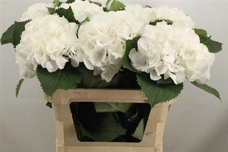 Гортензия-Hydrangea-M Schneeball-80cm (5 st in bunch) 47143ba2-bfa4-11ec-0a80-0b4c0006cb56