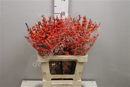 Илекс-Ilex-Ve Oudij Orange--70cm 4715ed39-6a3e-11ed-0a80-0cbc0006ba8f