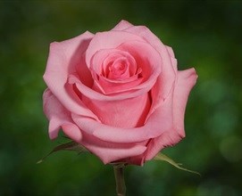 Роза-Rosa-Opala-50cm-IS 4717307d-bfa9-11ec-0a80-0b4c000b66f4