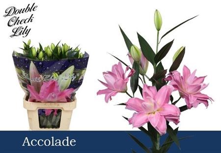 Лилия-Lilium-Or Du Accolade-95cm 4725bb87-23cb-11ee-0a80-08ce0010f113