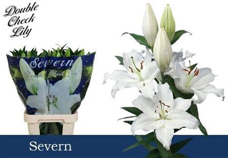 Лилия-Lilium-Or Severn-90cm 472bc7ee-23cb-11ee-0a80-08ce0010f116