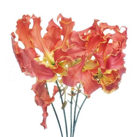 Глориоза-Gloriosa-Exot Orange-20cm 475f870e-23cb-11ee-0a80-08ce0010f122