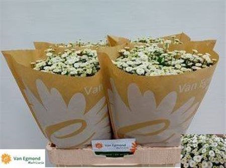 Матрикария-Tanacetum-Pa Rio-60cm-675gr 4764c894-f733-11ef-0a80-02e100070486