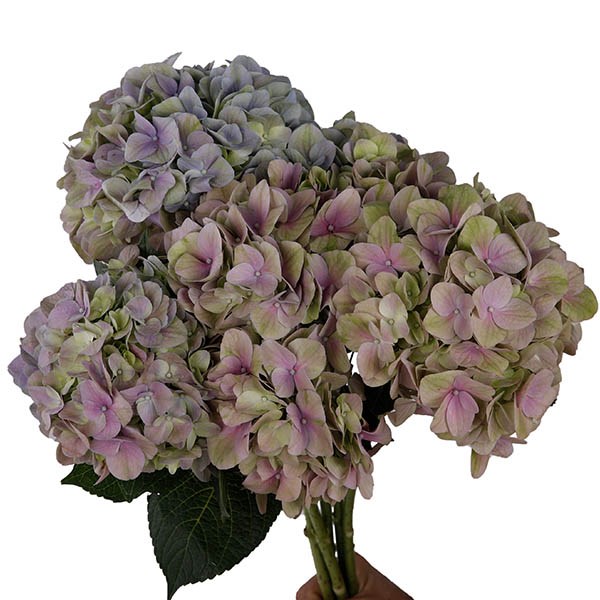 Гортензия-Hydrangea-Magical Tender Love Pink-70cm-Ft 08224b98-cca0-11ee-0a80-0ca700080a15