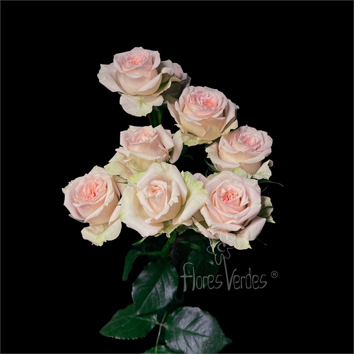 Роза куст-Rosa sp-Rosanela-60cm-FS 4782c0ca-0d0a-11ef-0a80-06350007f12d