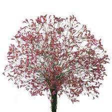 Лимониум-Limonium-Scarlet Diamond-60cm-So 479a170b-4538-11ef-0a80-177900015efe