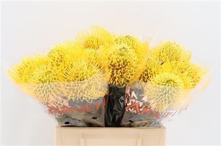 Леукоспермум-Leucospermum-Co High Gold-40cm/ 47a26bd4-ddef-11ed-0a80-0d200013188b