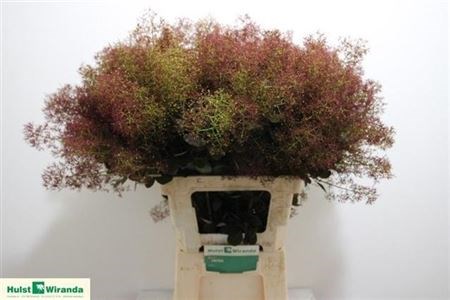 Котинус-Cotinus-C Mag Torch-70cm 0825e081-16f1-11ed-0a80-00b300183c0c