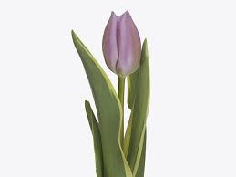 Тюльпан-Tulip-En Summer Breeze_sirenevij-43cm-34gr 47c757ce-f733-11ef-0a80-02e100070495