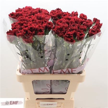 Гвоздика ст-Dianthus st-Zurigo--65cm 47cd3cd1-8e90-11ee-0a80-05b1000c33fb