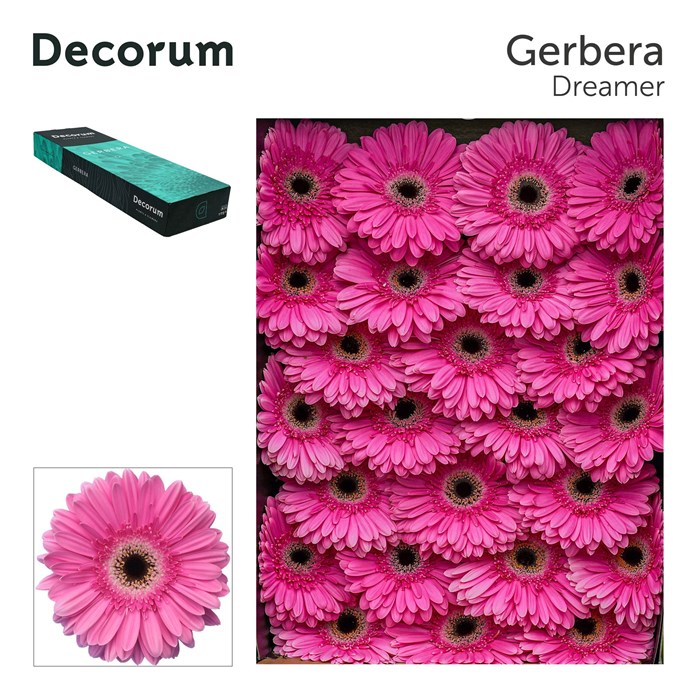 Гербера-Gerbera-Gr Dreamer Doos-45cm 47f5a361-f6d9-11ef-0a80-0f6b000bdd27