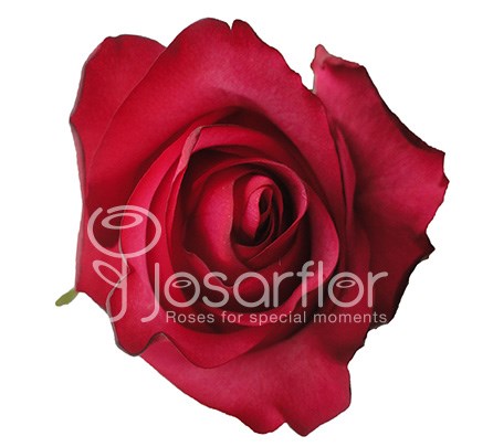 Роза-Rosa-Lola-50cm-EA 480122fc-c60c-11ec-0a80-007e001d1555