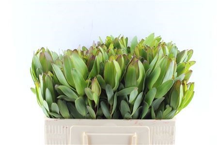 Леукадендрон-Leucadendron-Saf Goldstrik Spray-50cm 480b6bf0-f733-11ef-0a80-02e1000704de