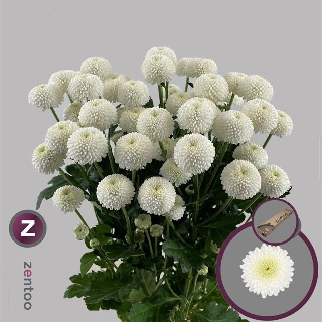 Хризантема куст-Chrysant Tr-Newton-70cm-85gr 480ba82b-1b28-11ee-0a80-09ba00094df1