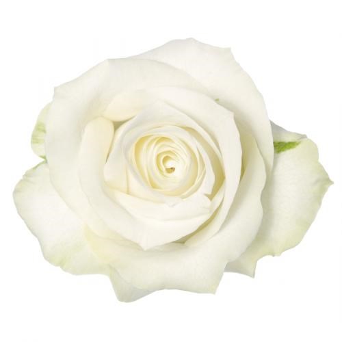 Роза-Rosa-Albatross-50cm-RO 480c48c9-26a1-11f0-0a80-0dfe0008b759