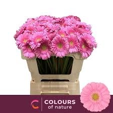 Гербера-Gerbera-Mi Kirstey-45cm 4811ba2a-8e1b-11f0-0a80-047e00268997