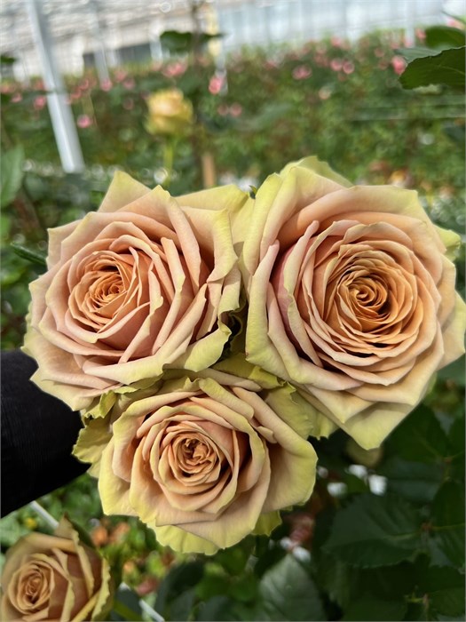 Роза-Rosa-Teddy-50cm-RO 481220fd-26a1-11f0-0a80-0dfe0008b75f