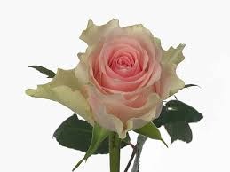 Роза-Rosa-Top Gear-50cm-RO 48152ae1-26a1-11f0-0a80-0dfe0008b762
