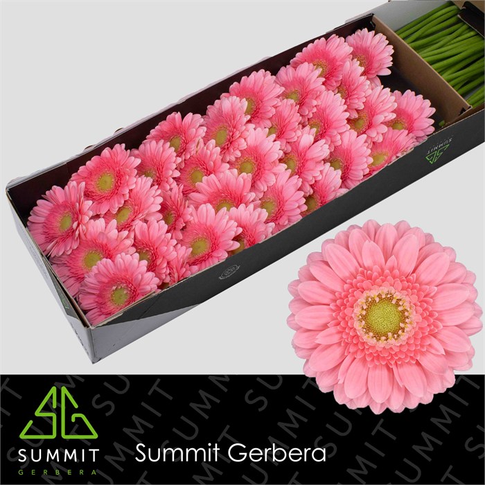 Гербера-Gerbera-Mi Juna-45cm 4817330f-8e1b-11f0-0a80-047e0026899a