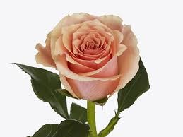 Роза-Rosa-Verona-50cm-RO 4817f554-26a1-11f0-0a80-0dfe0008b765