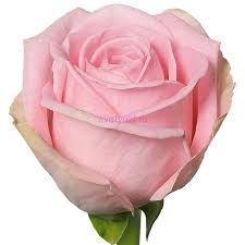 Роза-Rosa-Heidi-50cm-RO 481d4ade-26a1-11f0-0a80-0dfe0008b76b