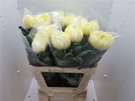 Хризантема одн-Chrysant Gr-Vienna Cream-80cm-170gr 0849b91e-774c-11ef-0a80-19250007cf1b