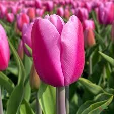 Тюльпан-Tulip-En Argos-40cm-42gr 481f4f2a-f6d9-11ef-0a80-0f6b000bdd3c