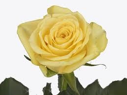 Роза-Rosa-Yelloween-50cm-RO 48247c2b-26a1-11f0-0a80-0dfe0008b774