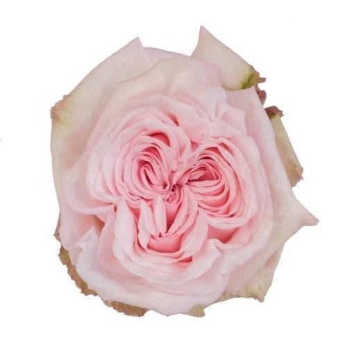 Роза-Rosa-Pink O´hara-50cm-PE 4824ca21-bfa9-11ec-0a80-0b4c000b6a4e