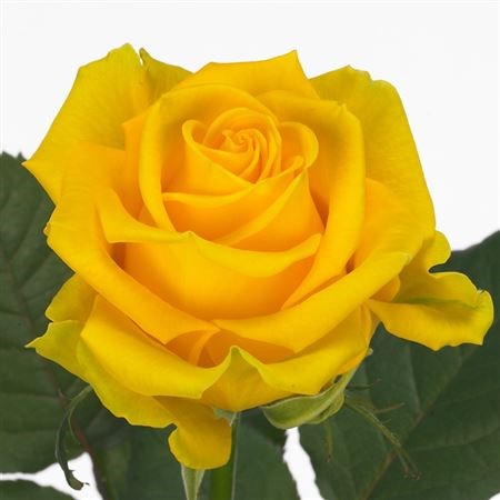 Роза-Rosa-Penny Lane-50cm-RO 4829774d-26a1-11f0-0a80-0dfe0008b77a