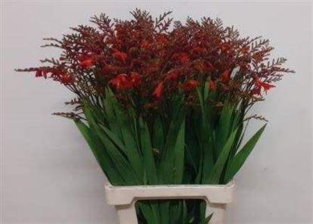 Крокосмия-Crocosmia-Ov-75cm 482a61fb-8e1b-11f0-0a80-047e002689a0