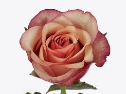 Роза-Rosa-Vintage-50cm-RO 483031ca-26a1-11f0-0a80-0dfe0008b783