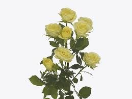 Роза куст-Rosa sp-Wedding Invite-60cm-RO 48375b45-26a1-11f0-0a80-0dfe0008b78c