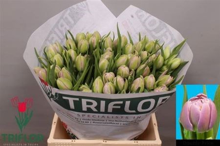 Тюльпан-Tulip-Du Double Price-35cm-29gr 483ccca8-f733-11ef-0a80-02e100070536