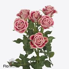 Роза куст-Rosa sp-Flinderslane-60cm-RO 4845700d-26a1-11f0-0a80-0dfe0008b79e