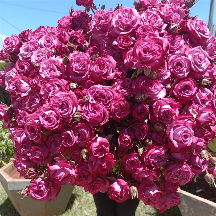 Роза куст-Rosa sp-Fiction-60cm-RO 484c6c1e-26a1-11f0-0a80-0dfe0008b7a7